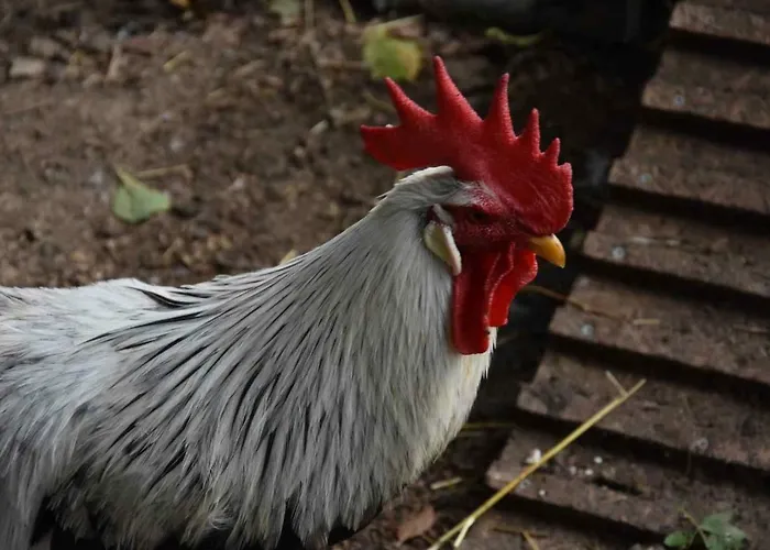 Pansiyon Historicky Objekt Ailit