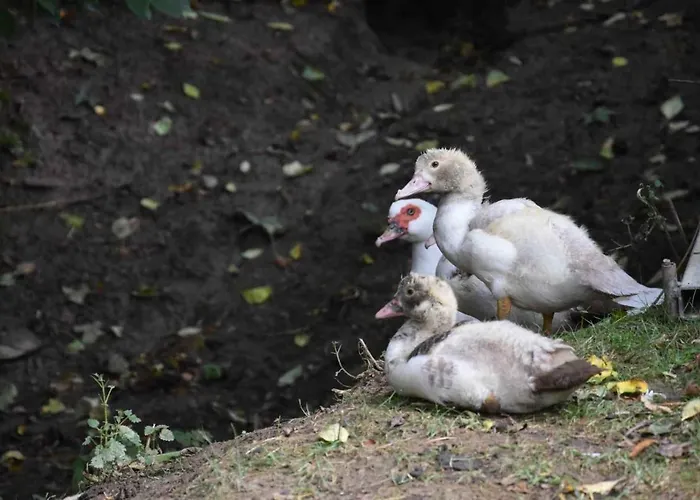 Séjour chez l'habitant Historicky Objekt Ailit