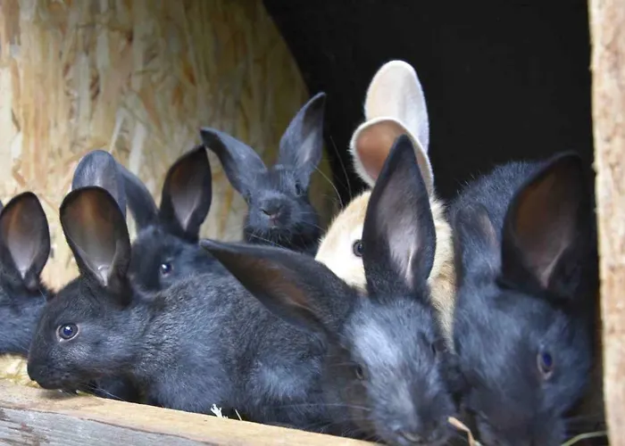 Historicky Objekt Ailit *