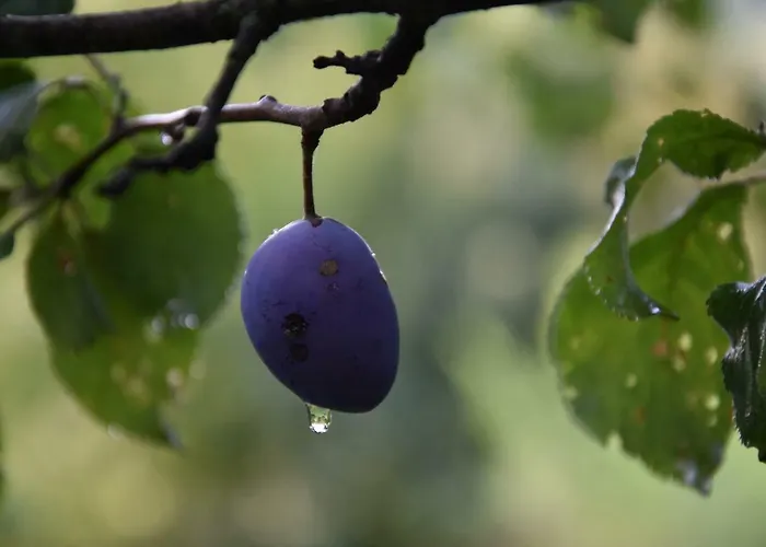 Historicky Objekt Ailit Séjour chez l'habitant