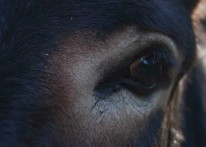 Historicky Objekt Ailit *